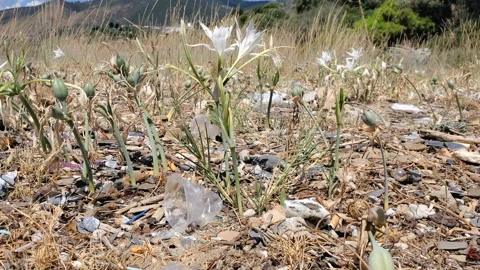 Plastic cup and debris discarded on sea plants ecosystem,environmental waste Stock Footage 160031094