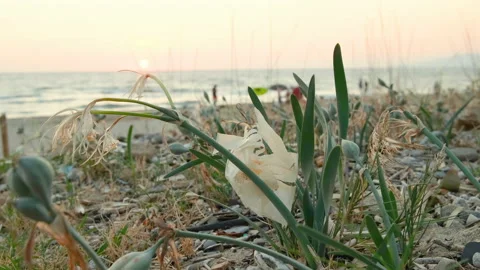 Plastic cup and debris discarded on sea plants ecosystem,environmental waste Stock Footage 160988988