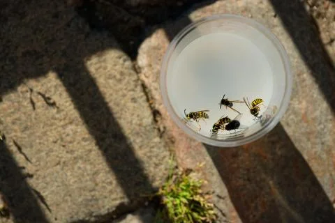 In a plastic cup containing a white, cloudy liquid, wasps and a fly flew an.. Stockfoto's