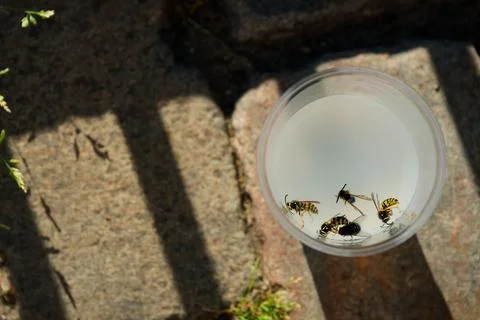 In a plastic cup containing a white, cloudy liquid, wasps and a fly flew an.. Photos