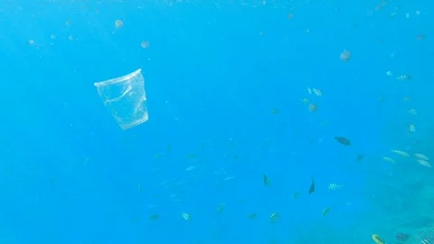 Plastic cup floating in the blue ocean full of jellyfish and sea fish 스톡 동영상 114176284