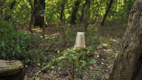 Plastic cup left by people on a tree branch after drinking alcohol Stock Footage 284623933