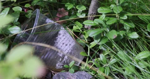 Plastic cup in the spring forest. Plastic garbage in nature. Spring forest Stock Footage 235626906