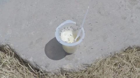 Plastic cup with yogurt on which the ants run Stock Footage 51130925
