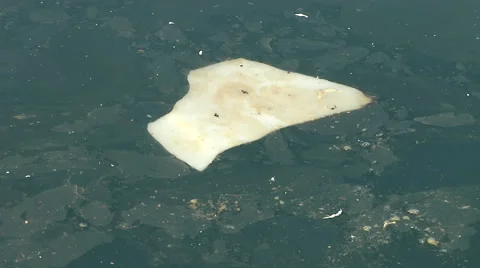 Plastic Debris at the Marina Stock Footage 41380677