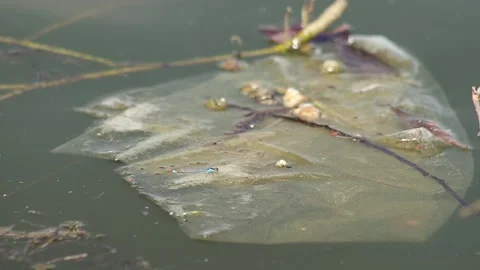 Plastic debris in the water Stock Footage 130965225