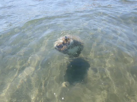 Plastic deposit in ocean Stock Footage 77025250