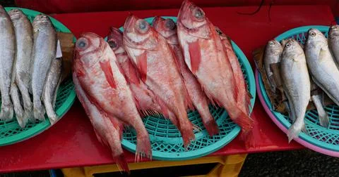 Plastic dish of red snapper on display in local South Korean market Stock Photos