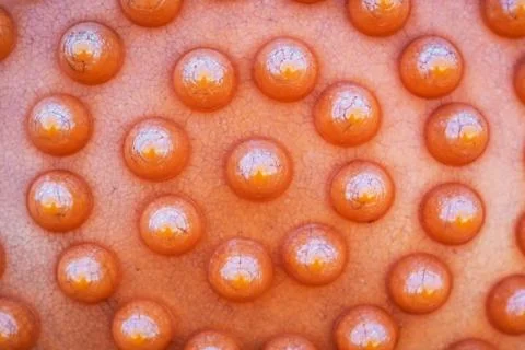 Plastic dots with sun light Stock Photos