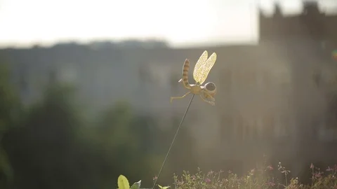 Plastic dragonfly in the sunlight next to the window Stock Footage 95251416