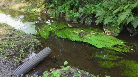 Plastic Drainage Pipe in Stream with Green Algae Symbolising Pollution Vídeos de archivo 317782592