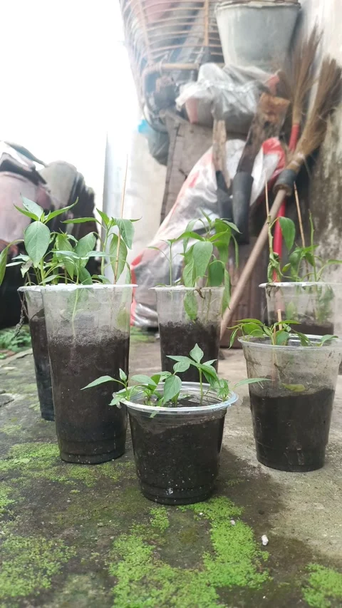 Plastic drink cup containers used as chili plant pots Stock Footage 319735493