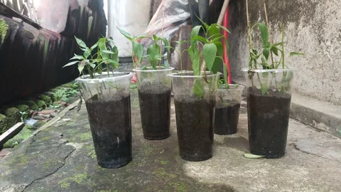 Plastic drink cup containers used as chili plant pots Stock Footage 319735619