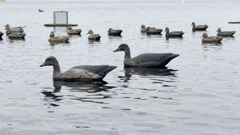 Plastic Duck Decoys Floating on Lake Parentis Stock Footage 345677067