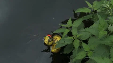 Plastic Duck Floats Away On River HD Stock Footage 10687945