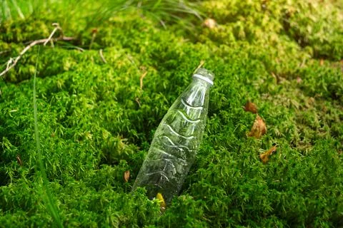 A plastic empty transparent bottle sticks out of the moss in the forest. Stock Photos