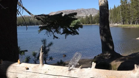 Plastic in the environment, mountain lake and duck Stock Footage 95143969