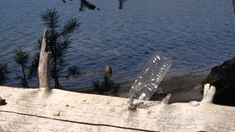 Plastic in the environment, wildlife Stock Footage 95144103