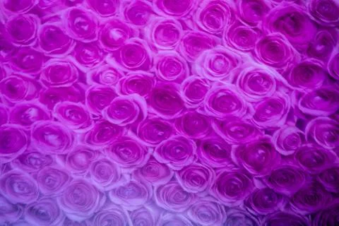 Plastic Fake Roses Stock Photos