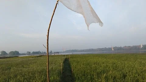 Plastic Flag on Rice Fields Stock Footage 341456385