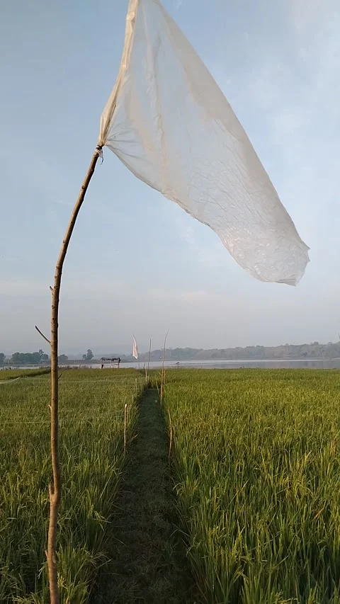 Plastic Flag on Ricefield Stock Footage 341456361