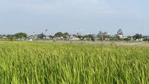Plastic Flags to Keep Birds Away from Rice Fields Stock Footage 305172719