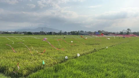 Plastic Flags to Keep Birds Away from Rice Fields 스톡 동영상 305229579