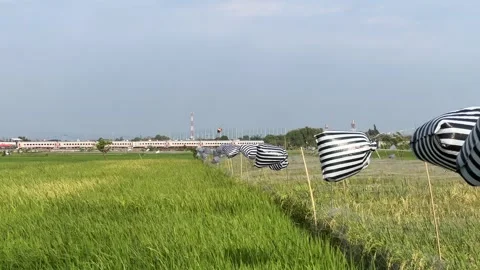 Plastic Flags in Rice Fields with Trains Passing By Stock Footage 305167488