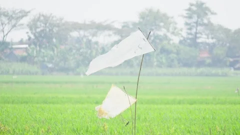 Plastic Flags Used to Scare Birds Away from Rice Field Video stock 337142891