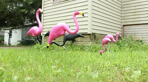 Plastic Flamingo flock stands in yard Video stock 8523698