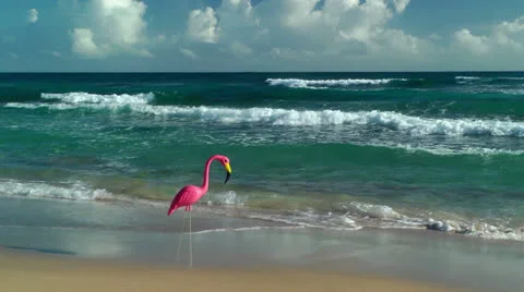Plastic flamingo on Isabel Beach 스톡 동영상 24485320
