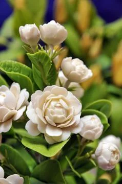 Plastic flower Stock Photos