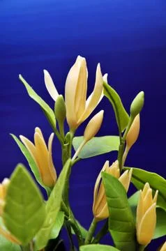 Plastic flower Stock Photos