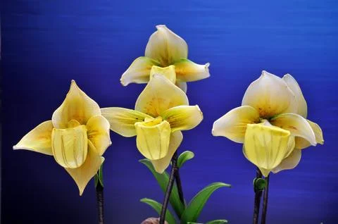 Plastic flower Stock Photos