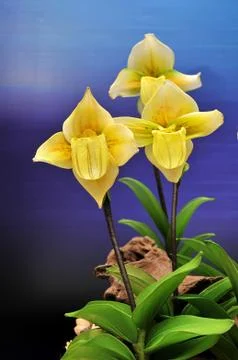 Plastic flower Stock Photos