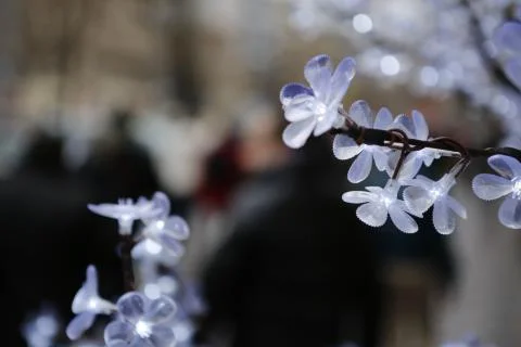 Plastic flower Stock Photos