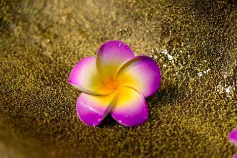 Plastic flower Stock-Fotos