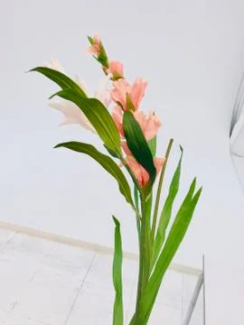 Plastic flower in studio Stock Photos