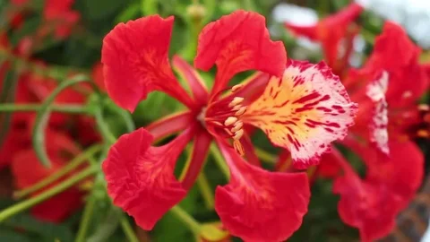 Plastic flower on tree Stock Footage 69186720