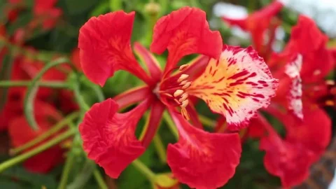 Plastic flower on tree Stock Footage 69187086