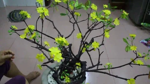 Plastic flower on tree Stock Footage 69187213