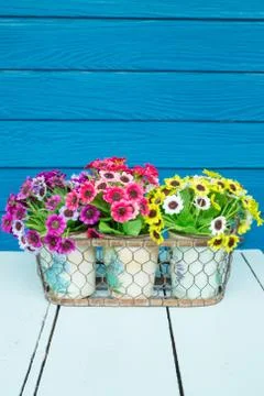 Plastic flowers Stock Photos