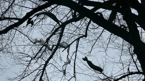 Plastic foil pollution in tree branches Stock-Footage 121637523