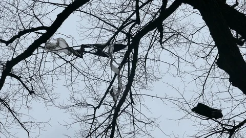 Plastic foil pollution in tree branches Stock-Footage 121638930