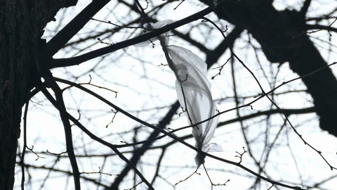 Plastic foil pollution in tree branches Stock-Footage 121639516