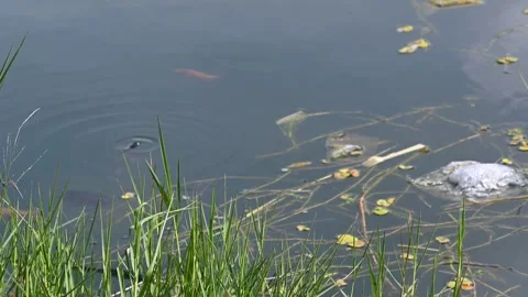 Plastic fork floating in Danau Batur water Stock Footage 339089957