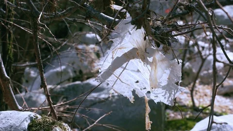 Plastic garbage attached to a shrub Stock Footage 126032230