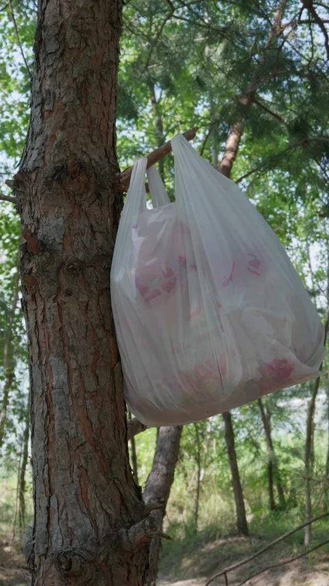 Plastic Garbage Bag Hanging on a Tree Branch in a Summer Forest Stockbeeldmateriaal 342767007