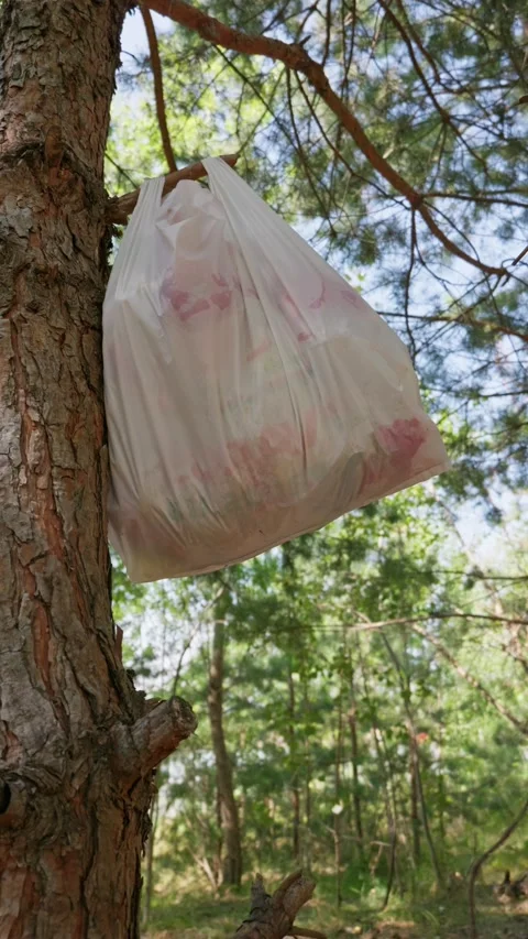 Plastic Garbage Bag Hanging on Tree Branch in Green Pine Forest Stock-Footage 342767132