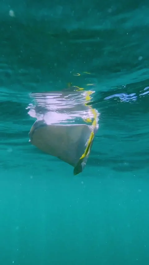Plastic garbage in beautiful sea.Vertical video Stock Footage 311934113